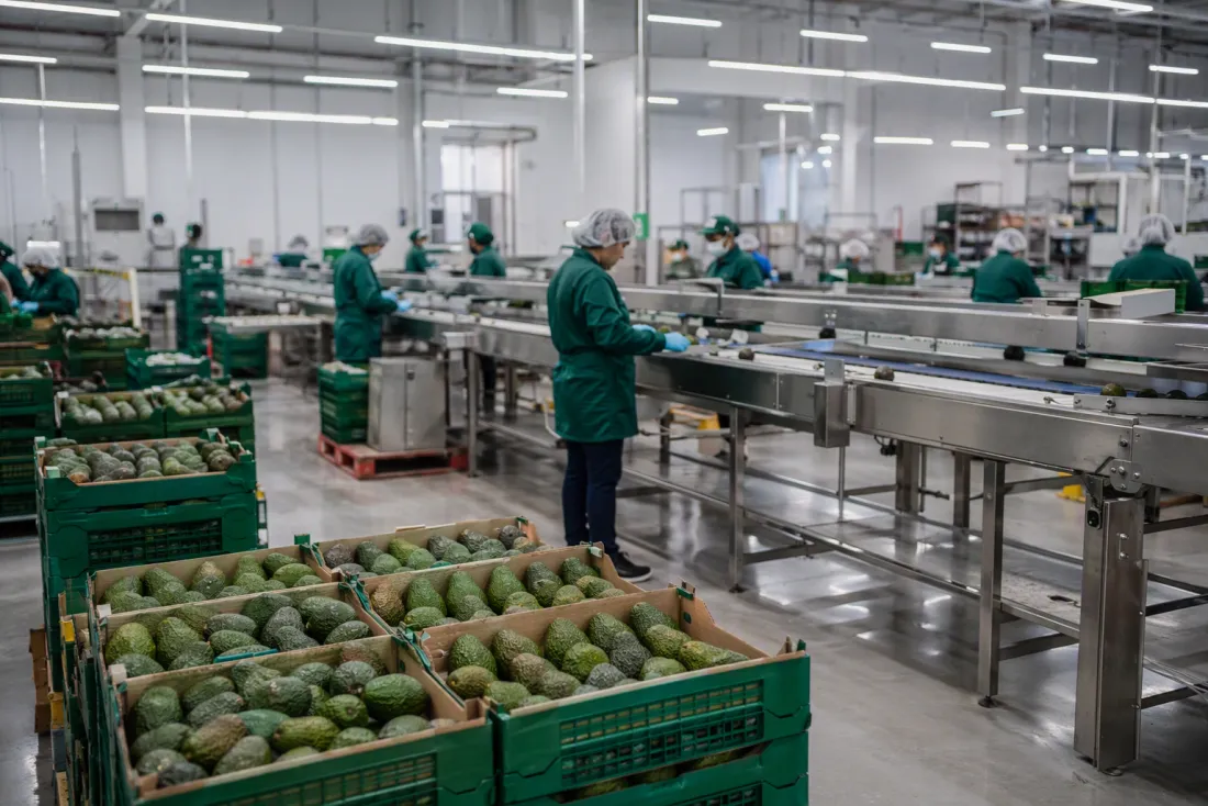 Empacadora de exportación con cajas de aguacate Hass y línea de proceso